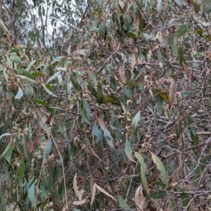 Eucalyptus dives at Kambah, ACT - 13 Aug 2023 10:13 AM