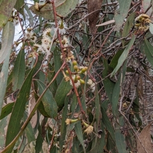 Eucalyptus dives at Tuggeranong, ACT - 13 Aug 2023