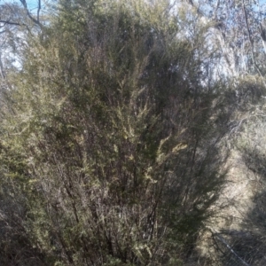 Leptospermum obovatum at Numeralla, NSW - 13 Aug 2023 10:12 AM