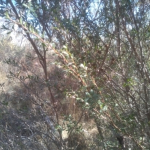 Leptospermum obovatum at Numeralla, NSW - 13 Aug 2023 10:12 AM