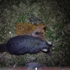 Trichosurus vulpecula (Common Brushtail Possum) at Acton, ACT - 4 Aug 2023 by MichelleZRG