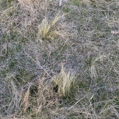 Nassella trichotoma (Serrated Tussock) at Watson, ACT - 11 Aug 2023 by waltraud