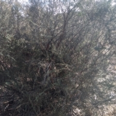 Leptospermum obovatum (River Tea Tree) at Numeralla, NSW - 13 Aug 2023 by mahargiani