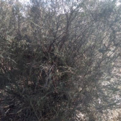 Leptospermum obovatum (River Tea Tree) at Undoo Nature Reserve - 13 Aug 2023 by mahargiani