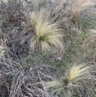 Nassella trichotoma (Serrated Tussock) at Watson, ACT - 11 Aug 2023 by waltraud