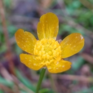 Ranunculus lappaceus at Wyanbene, NSW - 2 Jun 2023