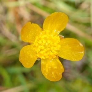 Ranunculus lappaceus at Wyanbene, NSW - 2 Jun 2023