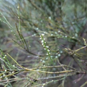 Choretrum candollei at Wyanbene, NSW - 2 Jun 2023