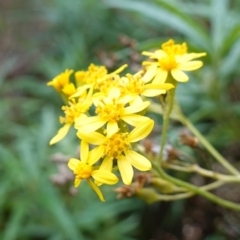 Senecio linearifolius var. arachnoideus (Cobweb Fireweed Groundsel) at Wyanbene, NSW - 2 Jun 2023 by RobG1