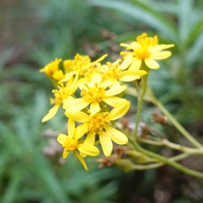 Senecio linearifolius var. arachnoideus (Cobweb Fireweed Groundsel) at Wyanbene, NSW - 2 Jun 2023 by RobG1