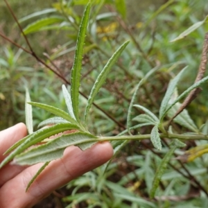 Senecio linearifolius var. arachnoideus at Wyanbene, NSW - 2 Jun 2023