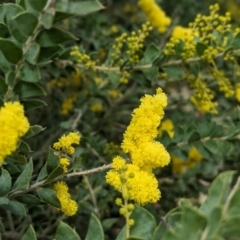 Acacia vestita (Hairy Wattle) at Splitters Creek, NSW - 9 Aug 2023 by Darcy