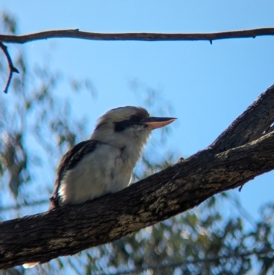 Dacelo novaeguineae (Laughing Kookaburra) at Thurgoona, NSW - 13 Aug 2023 by Darcy