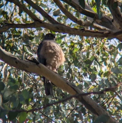 Accipiter cirrocephalus (Collared Sparrowhawk) at Thurgoona, NSW - 13 Aug 2023 by Darcy