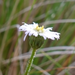 Lagenophora stipitata (Common Lagenophora) at Wyanbene, NSW - 2 Jun 2023 by RobG1