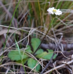 Lagenophora stipitata at Wyanbene, NSW - 2 Jun 2023