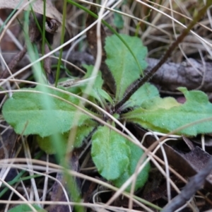 Lagenophora stipitata at Wyanbene, NSW - 2 Jun 2023