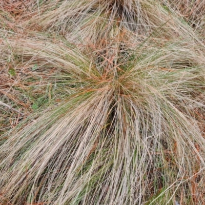 Nassella trichotoma (Serrated Tussock) at Isaacs, ACT - 13 Aug 2023 by Mike