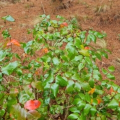 Berberis aquifolium at Isaacs, ACT - 13 Aug 2023