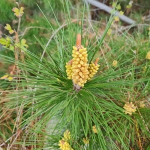 Pinus radiata at Jerrabomberra, ACT - 13 Aug 2023 04:08 PM