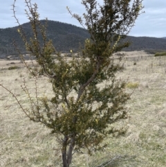 Acacia siculiformis (Dagger Wattle) at Namadgi National Park - 13 Aug 2023 by Mavis