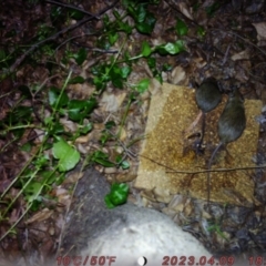 Rattus rattus (Black Rat) at Sullivans Creek, Acton - 13 Aug 2023 by RoryANU