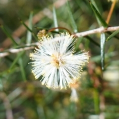 Acacia ulicifolia (Prickly Moses) at Wyanbene, NSW - 2 Jun 2023 by RobG1