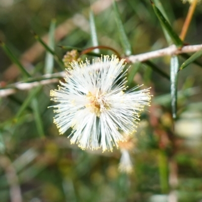 Acacia ulicifolia (Prickly Moses) at Deua National Park (CNM area) - 2 Jun 2023 by RobG1