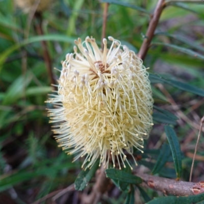 Banksia marginata (Silver Banksia) at Deua National Park (CNM area) - 2 Jun 2023 by RobG1