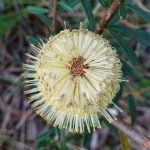 Banksia marginata at Wyanbene, NSW - 2 Jun 2023