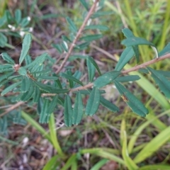 Banksia marginata at Wyanbene, NSW - 2 Jun 2023