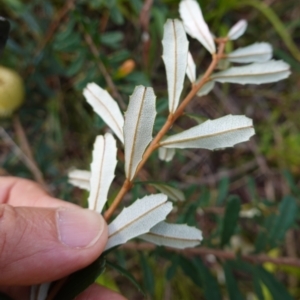 Banksia marginata at Wyanbene, NSW - 2 Jun 2023