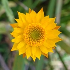 Xerochrysum bracteatum (Golden Everlasting) at Deua National Park (CNM area) - 2 Jun 2023 by RobG1