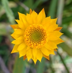 Xerochrysum bracteatum at Wyanbene, NSW - 2 Jun 2023