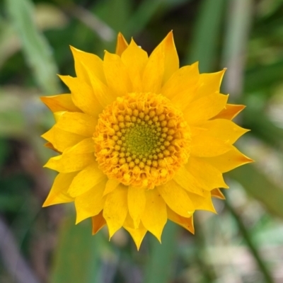 Xerochrysum bracteatum (Golden Everlasting) at Wyanbene, NSW - 2 Jun 2023 by RobG1