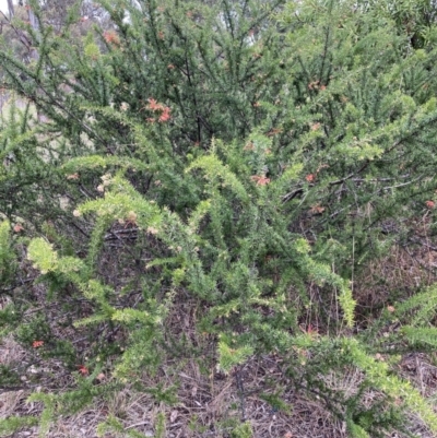 Grevillea juniperina subsp. fortis (Grevillea) at Belconnen, ACT - 13 Aug 2023 by JohnGiacon
