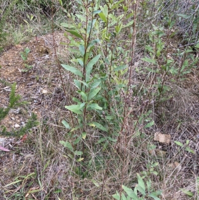 Hakea salicifolia subsp. salicifolia (Willow-leaved Hakea) at Flea Bog Flat to Emu Creek Corridor - 13 Aug 2023 by JohnGiacon