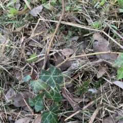 Hedera helix (Ivy) at Flea Bog Flat to Emu Creek Corridor - 13 Aug 2023 by JohnGiacon