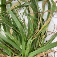 Bromus catharticus (Prairie Grass) at Flea Bog Flat to Emu Creek Corridor - 13 Aug 2023 by JohnGiacon