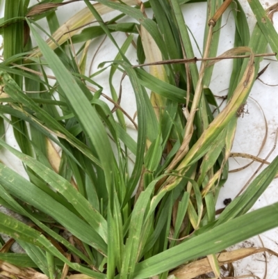 Bromus catharticus (Prairie Grass) at Belconnen, ACT - 13 Aug 2023 by JohnGiacon