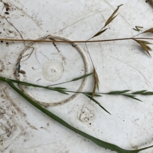 Bromus catharticus at Belconnen, ACT - 13 Aug 2023 11:59 AM