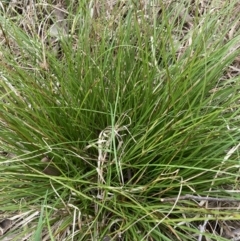 Carex inversa (Knob Sedge) at Flea Bog Flat to Emu Creek Corridor - 13 Aug 2023 by JohnGiacon