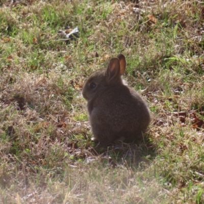 Oryctolagus cuniculus (European Rabbit) at QPRC LGA - 12 Aug 2023 by MatthewFrawley