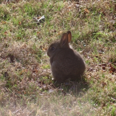 Oryctolagus cuniculus (European Rabbit) at Braidwood, NSW - 12 Aug 2023 by MatthewFrawley