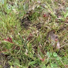 Haloragis heterophylla (Variable Raspwort) at Bruce, ACT - 13 Aug 2023 by JohnGiacon