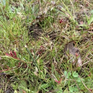 Haloragis heterophylla at Bruce, ACT - 13 Aug 2023 01:48 PM