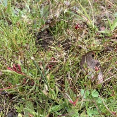 Haloragis heterophylla (Variable Raspwort) at Flea Bog Flat to Emu Creek Corridor - 13 Aug 2023 by JohnGiacon