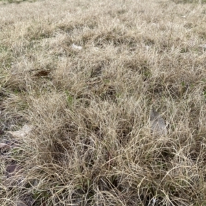 Eragrostis curvula at Bruce, ACT - 13 Aug 2023