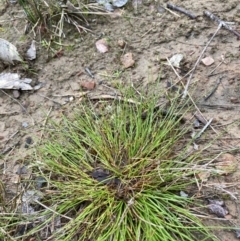 Schoenus apogon (Common Bog Sedge) at Flea Bog Flat to Emu Creek Corridor - 13 Aug 2023 by JohnGiacon