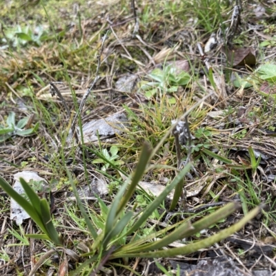 Lomandra sp. (A Matrush) at Flea Bog Flat to Emu Creek Corridor - 13 Aug 2023 by JohnGiacon